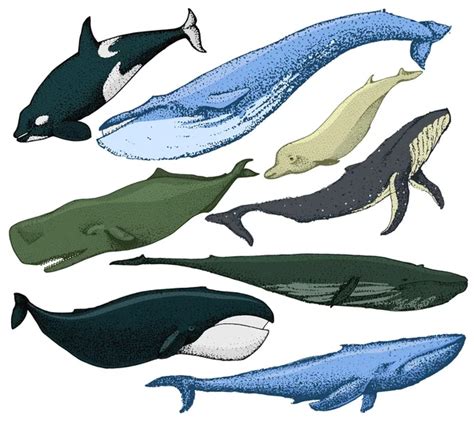 Whales Collection Humpback Whale Blue Whale Sperm Whale Stock Vector