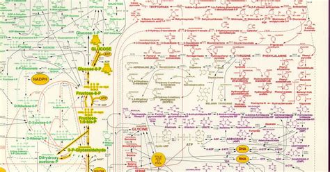 World Of Biochemistry Blog About Biochemistry Complete Metabolic Map