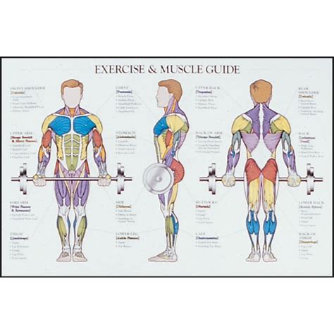 Printable Muscle Chart