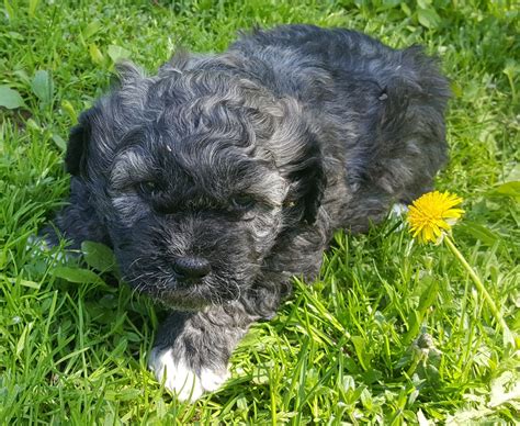 Even though their little personalities are not immediately observable, you can always find the little one who. Shih Tzu Puppies For Sale | Barron, WI #299843 | Petzlover