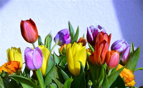 Free Images Nature Flower Petal Summer Tulip Spring Color