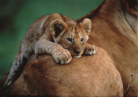 Encyclopaedia Of Babies Of Beautiful Wild Animals Best
