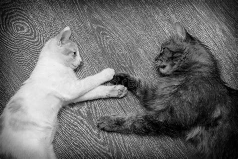 Two Cats Are Playing And Fighting Stock Image Image Of Feline Furry 172113859
