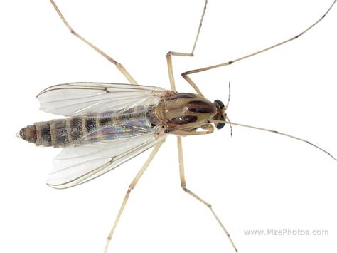 Most commonly found near streams etymology: Midge Pilot Program