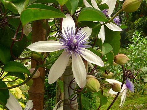 Maybe you would like to learn more about one of these? 屏東鐵線蓮-- Clematis akoensis Hayata 03 | 學名：Clematis akoensis ...