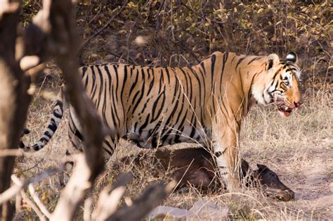 Filehunting Tiger Ranthambore Wikimedia Commons