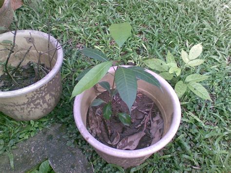 How to plant a mango seed. Mental Notes: Growing a Mango Tree