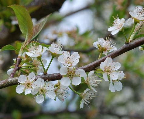 Check spelling or type a new query. Growing Greener in the Pacific Northwest: Fruit Tree ...