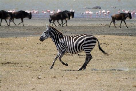 A diy home project is the easiest way to liven up your space. 106 Zebra Pictures | Animals beautiful, Unique animals, Zorse