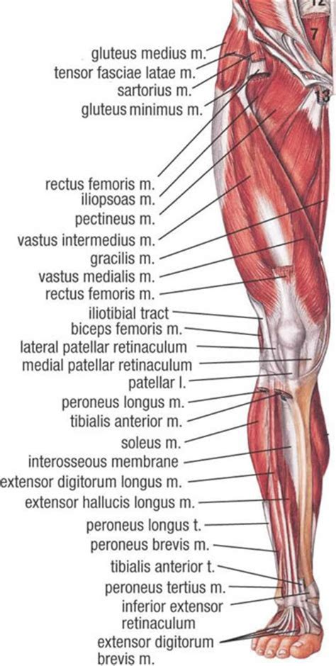 Muscular System In The Leg Anatomy Poster Etsy