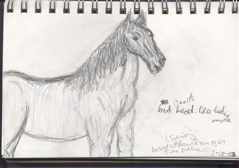 Bad Horse Drawing By Tefernini On Deviantart