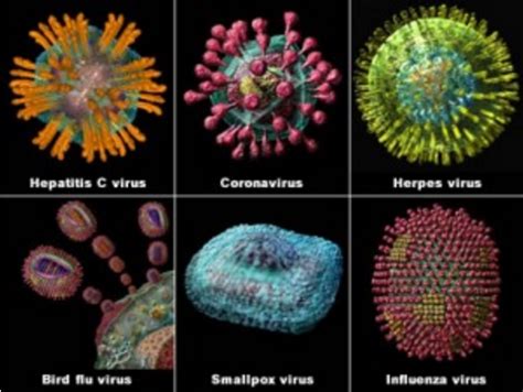 Virus Sejarah Ciri Ciri Dan Penyebarannya