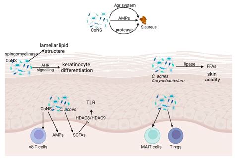 Ijms Free Full Text Skin Barrier Function And The Microbiome