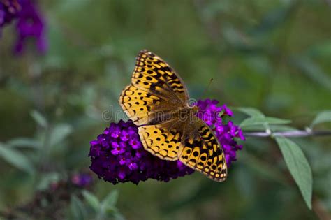 Le Grande Spangled La Farfalla Della Fritillaria Sul Fiore Del Milkweed