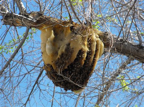 Bee Hive Bee Hive In A Tree John Pape Flickr