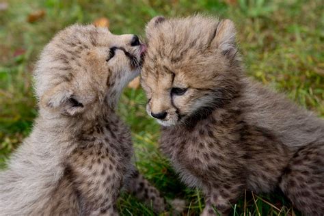 Greenwich Cheetah Cubs Carry On Rare Genetic Line Stamfordadvocate