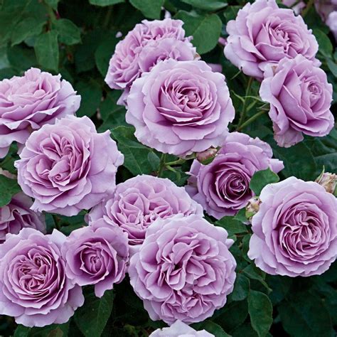 Love Song Rose Plant Potted Fragrant Lavender Purple Flowers Etsy