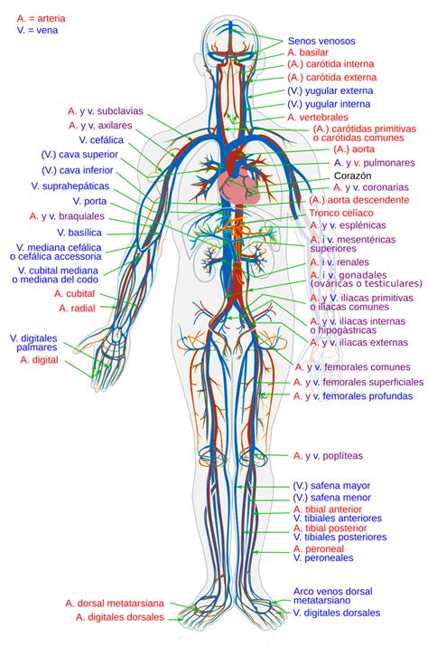 Mapa Conceptual Del Sistema Circulatorio ¡guía Paso A Paso