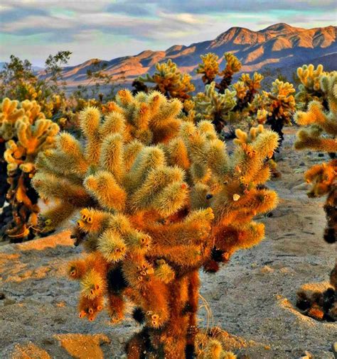 Сад, тропа и природный заповедник. Joshua Tree National Park in California | Traveling Mom