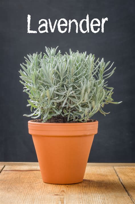 Lavendel im Topf pflegen » So gedeiht er hier am besten