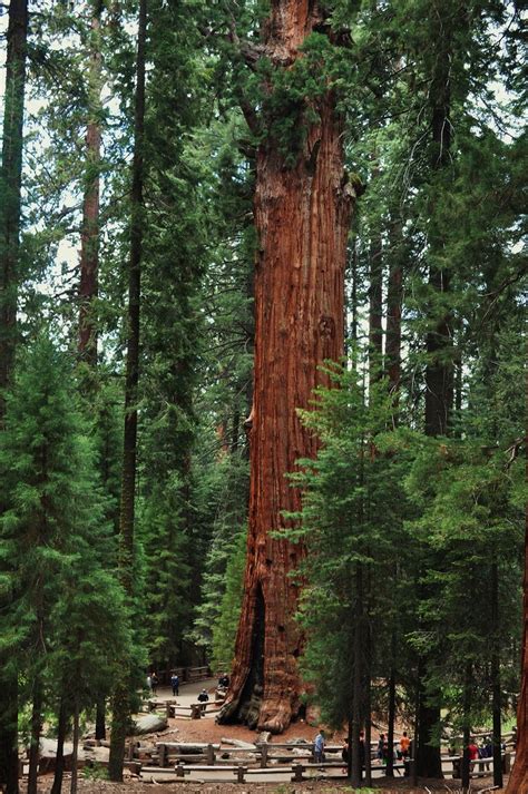 Sequoia National Park Information And Facts Tiverton