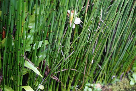 Horsetail Plant Care And Growing Guide