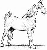 Horse Coloring Credit Supercoloring Above sketch template