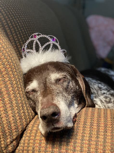 We Took My 14 Year Old Pup Up To The Cabin For The Weekend My Two Year Old Cousin Put The Tiara