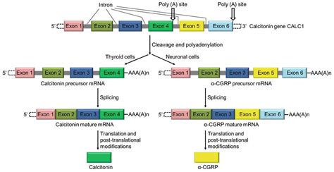 Frontiers Protective Role Of α Calcitonin Gene Related Peptide In