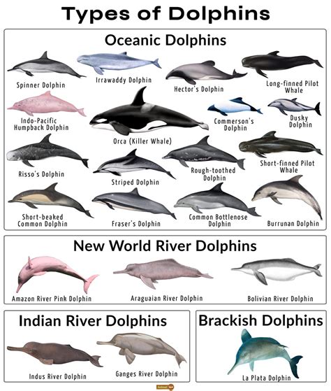 Dolphin Facts Types Classification Habitat Diet Adaptations