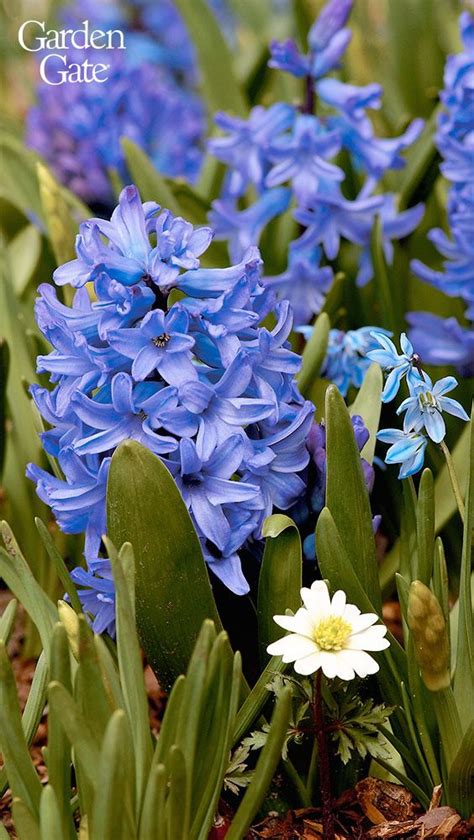 10 Fragrant Flowers For Your Garden Flowers Planting