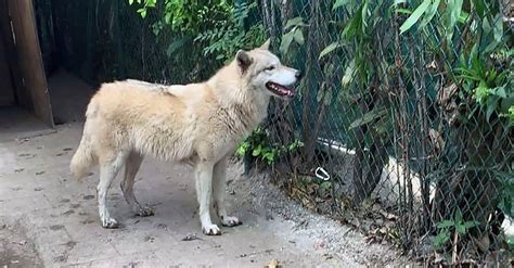 Wolf Dog Hybrid Captured After Escape From Florida Sanctuary The