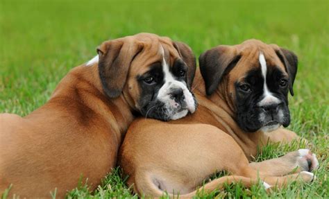 Boxer Dog Breed Info Pictures