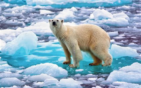 Polar Bear Full Hd Wallpaper And Background Image 1920x1200 Id459848