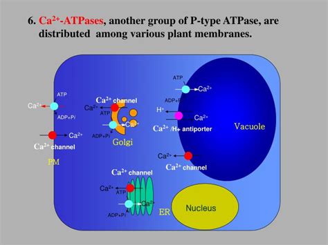 This lesson explores how atp is synthesized by the enzyme atp synthase in the mitochondria. PPT - 6. Ca 2+ -ATPases , another group of P-type ATPase ...