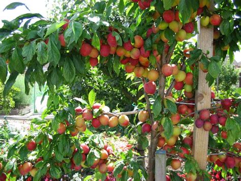 This collection of small fruit trees offers some wonderful solutions for small gardens, courtyard areas, balconies and garden beds, and includes narrow columnar trees, miniature trees, and dwarf trees. Fruit trees for a small garden | Gardens, Trees and Plum tree