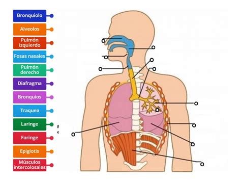 Sistema Respiratorio Diagrama Etiquetado Images And Photos Finder The