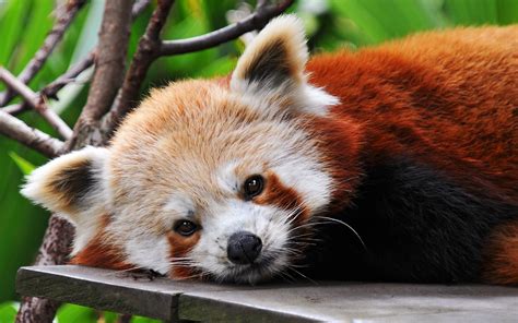 Red Panda Pics And Wallpaper Free Download For Desktop