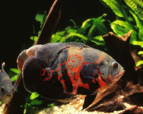 Beragam jenis ikan bahkan dipelihara sebagai hobi tersendiri. 10 Jenis Ikan Hias Air Tawar yang Paling Banyak Dipelihara ...