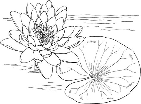 Lily Pad Coloring Template Coloring Pages