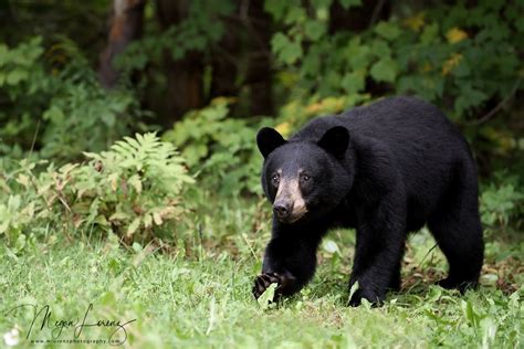 Cautious Wild Black Bear Yearling Male In Ontario Canada Black