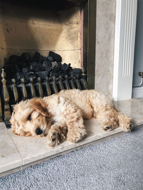 An added bonus is there sweet temperaments and fantastic personalities. Cavapoo Puppies Raleigh Nc