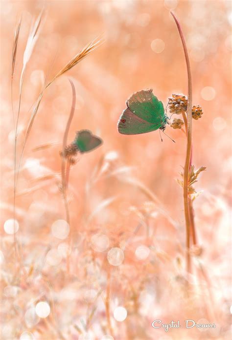 I Think About You By Tatiana Krylova Beautiful Butterflies