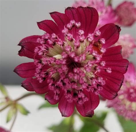 Star of beauty, star of fire and more direct from washington state. Astrantia major 'Star of Fire'