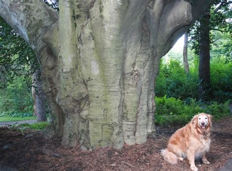 Massive Copper Beech Tree Thriving In Southborough Community Advocate