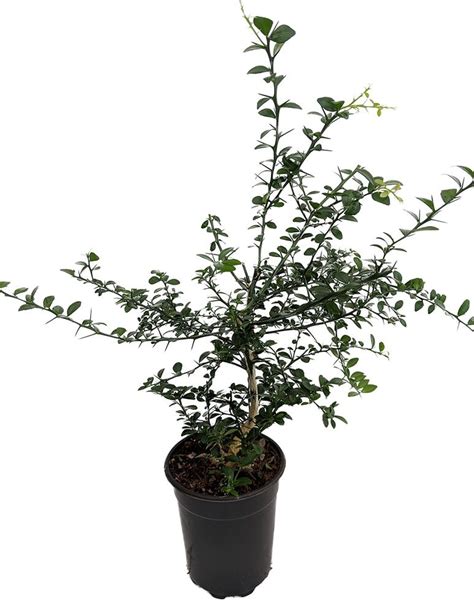 Seedling trees can take up to 15 years to produce fruit, depending on cultivar. Finger Caviar Lime Tree -NO SHIP to TX,FL,AZ,CA,LA,HI - 4 ...