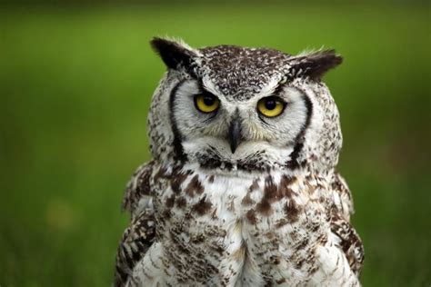 An Owl Sitting On Top Of A Green Grass Covered Field
