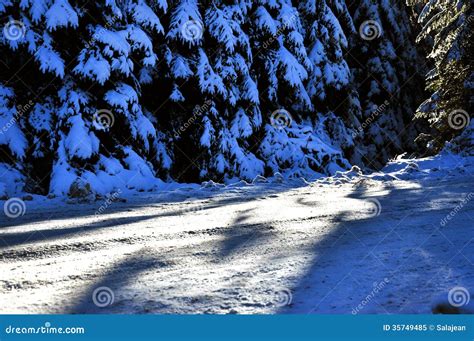 Winter Road With Snow Covered Spruces Stock Image Image Of Snow