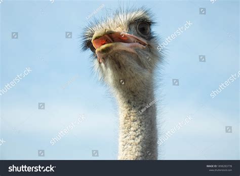 Surprised Ostrich Open Mouth Stock Photo 1898283778 Shutterstock
