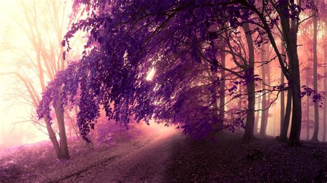 Forest Mist Road Trees Leaves Purple Style Wallpaper Nature And